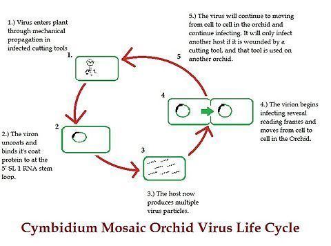 Cymbidium mosaic virus Cymbidium mosaic virus Wikiwand