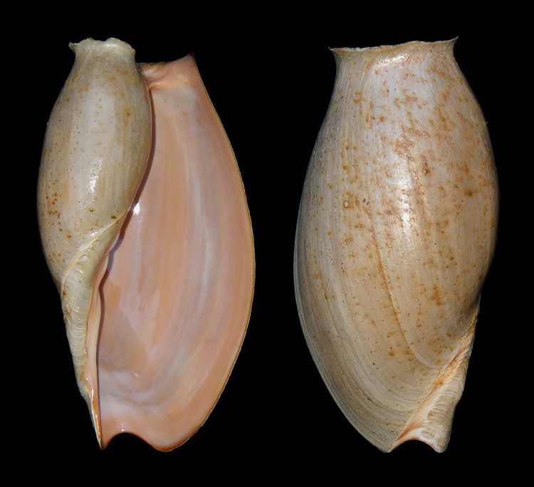 Cymbium (gastropod)