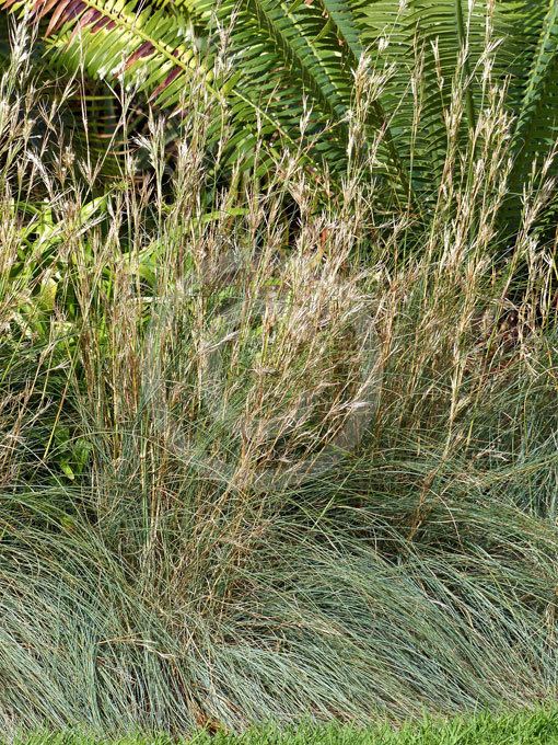 Cymbopogon ambiguus Cymbopogon ambiguus Scent Grass Lemon Grass information amp photos