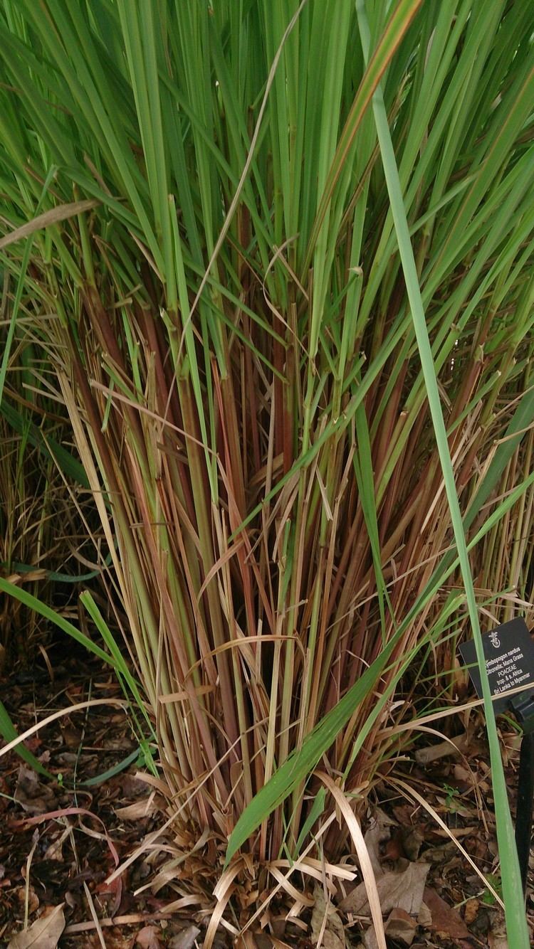 Cymbopogon nardus Cymbopogon nardus Useful Tropical Plants
