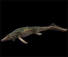 Cymbospondylus BBC Science amp Nature Sea Monsters Fact File Cymbospondylus