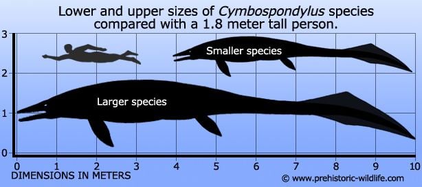 Cymbospondylus Cymbospondylus
