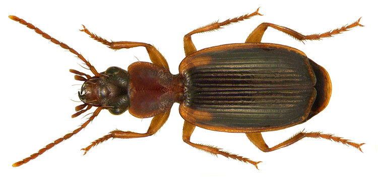 Cymindis Cymindis Wikiwand