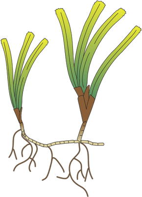 Cymodocea Cymodocea serrulata 2 SeagrassSAV Vector IllustrationDrawing