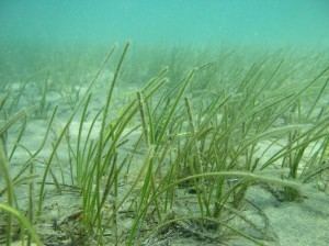 Cymodocea nodosa Decadal changes in the structure of Cymodocea nodosa seagrass at