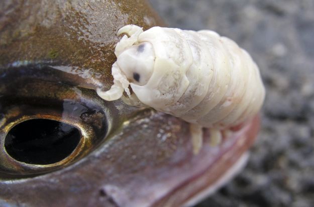 Cymothoa exigua There Is A Parasite That Eats Tongues And Replaces Them With