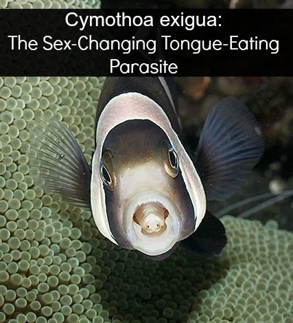 Cymothoa exigua Cymothoa Exigua Meet The SexChanging TongueEating Parasite