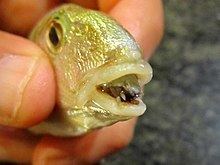 Cymothoa exigua httpsuploadwikimediaorgwikipediacommonsthu