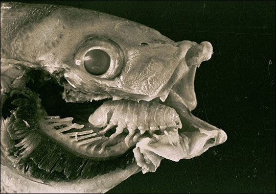 Cymothoa exigua Tongue Eating Louse what is it and is it harmful to humans