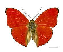 Cymothoe (butterfly) Cymothoe butterfly Wikipedia