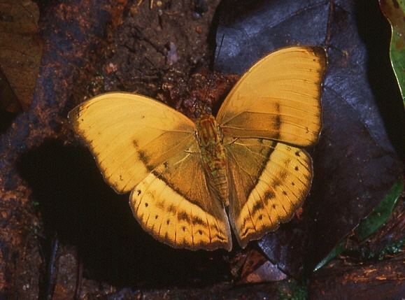 Cymothoe (butterfly) Butterflies of Africa Cymothoe egesta
