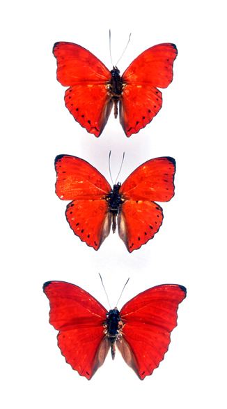 Cymothoe (butterfly) godofinsectscom Sangaris Butterflies Cymothoe spp