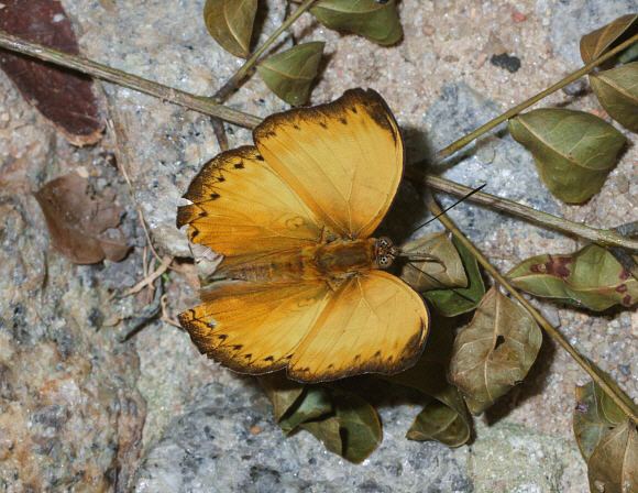 Cymothoe (butterfly) Butterflies of Africa Cymothoe aubergeri
