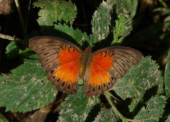 Cymothoe (butterfly) Butterflies of Africa Cymothoe coccinata