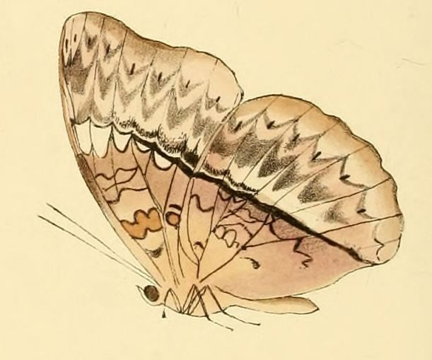 Cymothoe harmilla