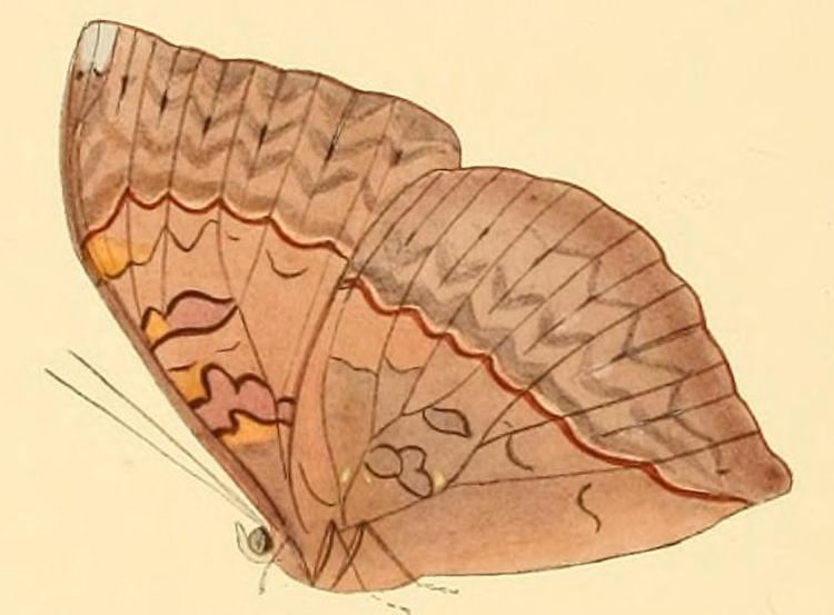 Cymothoe hesiodotus
