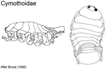 Cymothoidae Australian Isopoda Families Cymothoidae