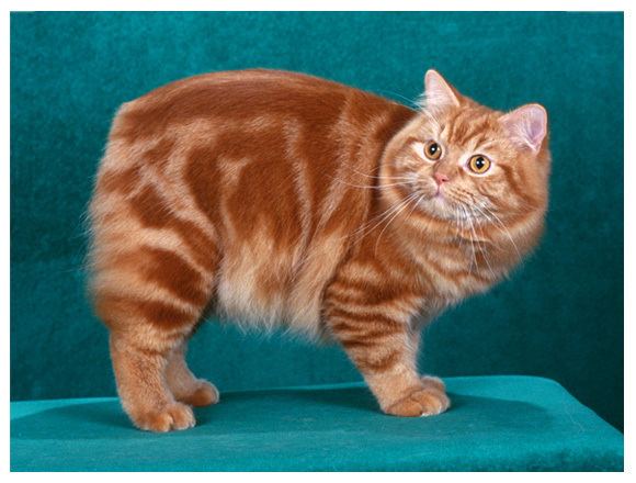 Cymric cat Cymric Cat aka Longhaired Manx Purrfect Cat Breeds