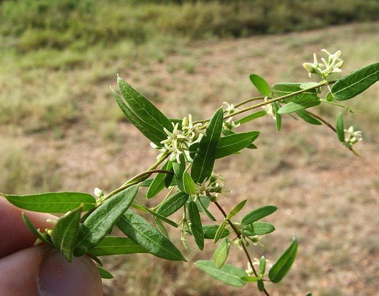 Cynanchum Cynanchum maccartii