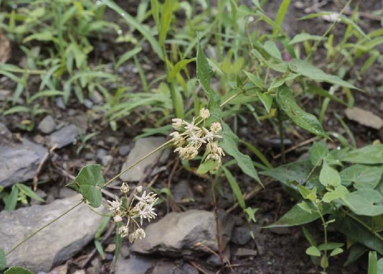 Cynanchum auriculatum Cynanchum auriculatum in Flora of China eflorasorg