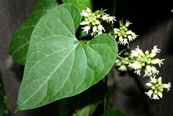 Cynanchum laeve Honeyvine Milkweed 10 seeds Sandvine Cynanchum laeve by SmartSeeds