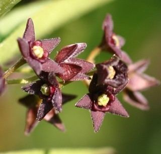 Cynanchum louiseae Cynanchum louiseae Black Swallowwort Discover Life