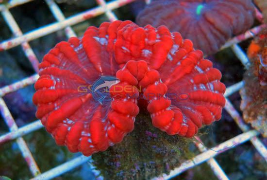 Cynarina LPS Coral Cynarina sp Golden Marindo Marine Fish and Live Corals