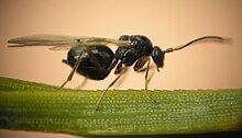 Cynipini httpsuploadwikimediaorgwikipediacommonsthu