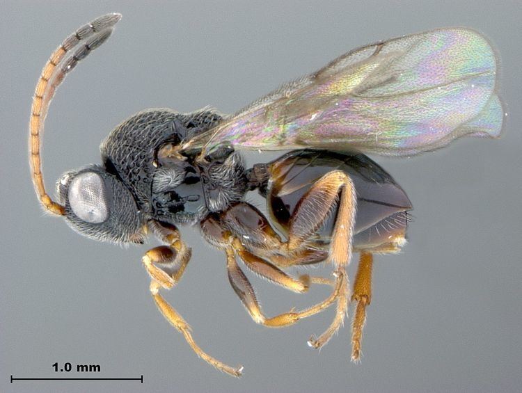 Cynipoidea Paramblynotus parinari WaspWeb