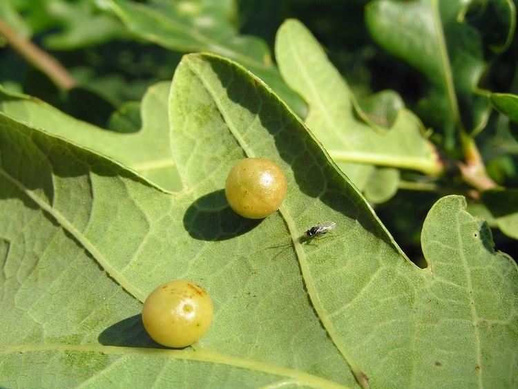 Cynips FileCynips quercusfolii tamme pahkssk estoniaJPG Wikimedia Commons