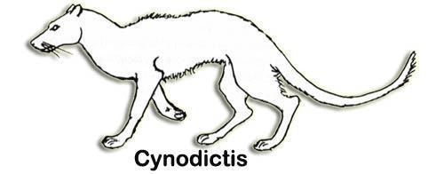 Cynodictis Cynodictis the 39Dawn Dog39 Premium Blend Premium Blend