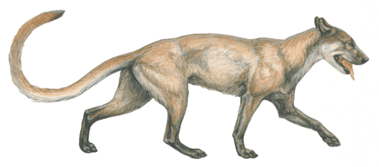 Cynodictis Origins amp Evolution Of The Dog Generation After Generation
