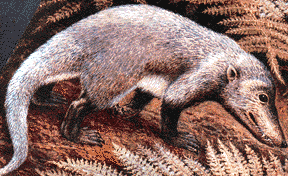 Cynodont palaeoscomvertebratescynodontiaimagesCynodont