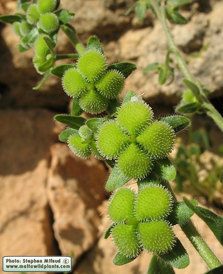 Cynoglossum creticum Wild Plants of Malta amp Gozo Plant Cynoglossum creticum Blue