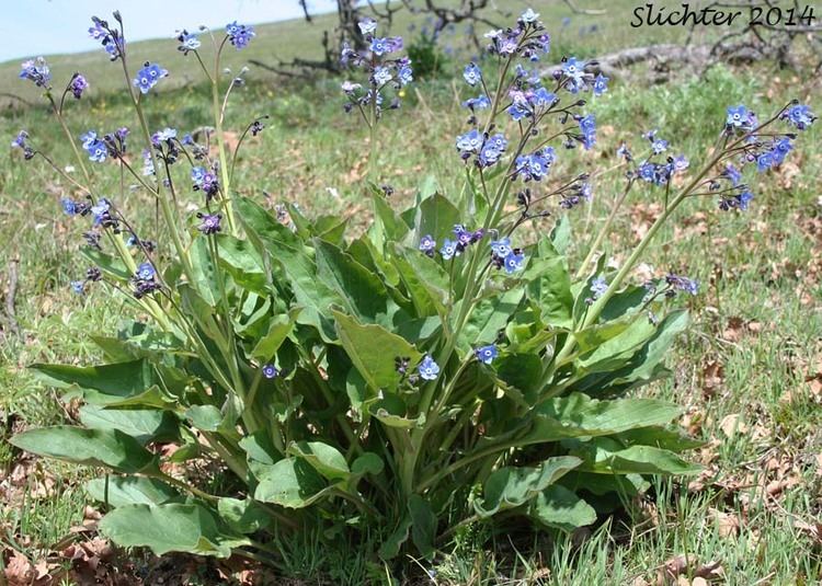 Cynoglossum grande Grand Hound39s Tongue Great Hound39s Tongue Pacific Hound39s Tongue