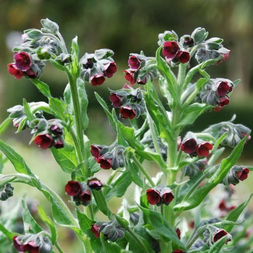 Cynoglossum officinale CYNOGLOSSUM OFFICINALE SEEDS HOUNDSTOOTH DOG39S TONGUE GYPSY FLOWER