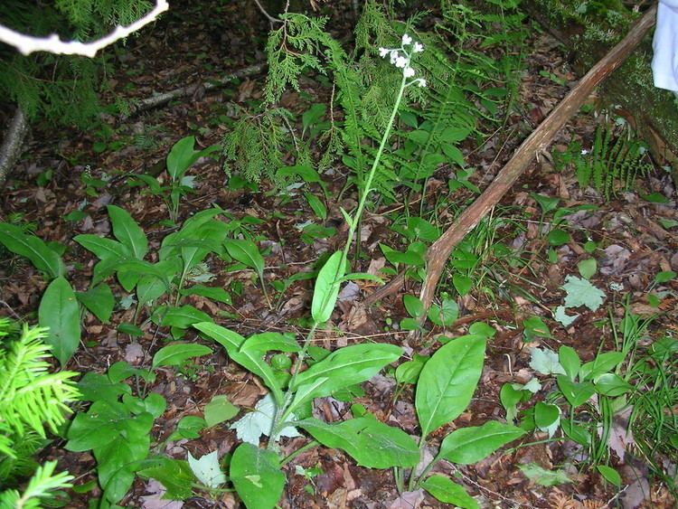 Cynoglossum virginianum Cynoglossum virginianum wild hound39stongue Go Botany