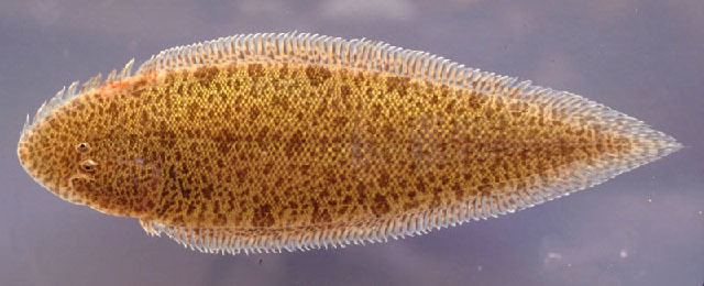 Cynoglossus Fish Identification