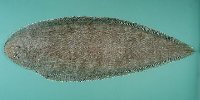 Cynoglossus Fish Identification
