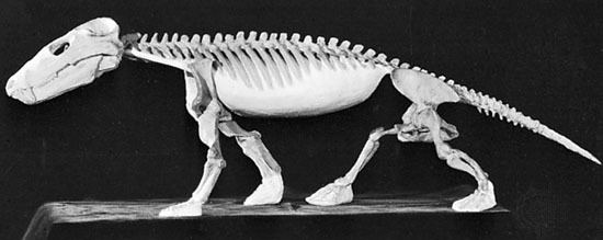 A reconstructed skeleton of Cynognathus