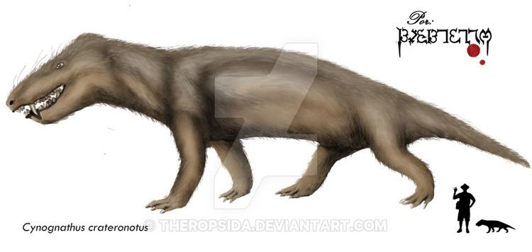 Modern day representation of the Cynognathus crateronotus