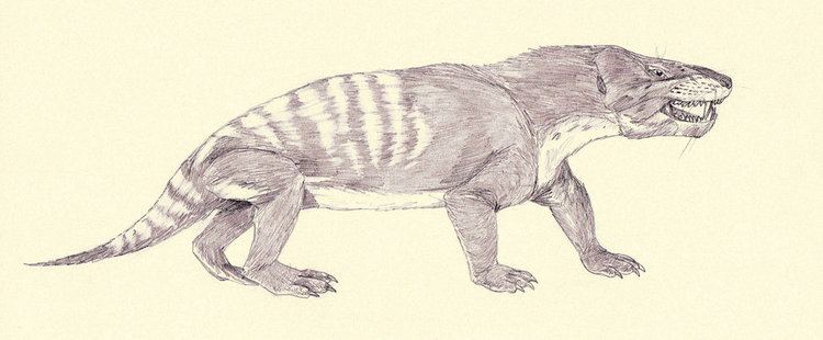 A drawing of Cynognathus