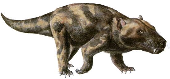 Modern day representation of the Cynognathus
