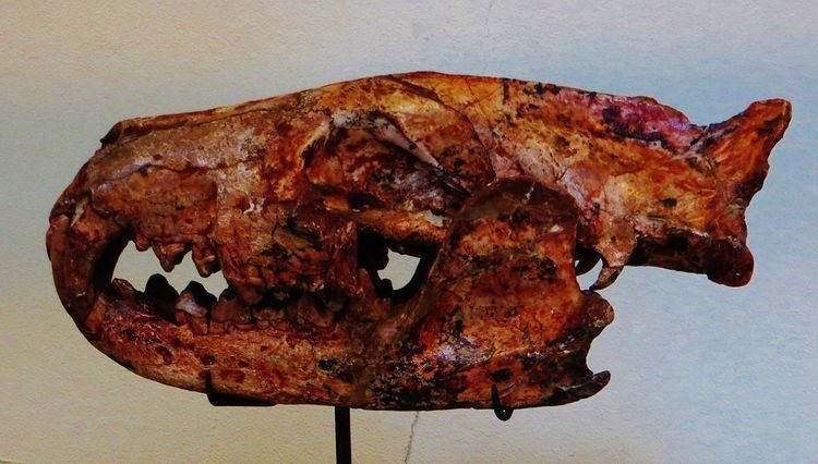 Cynohyaenodon