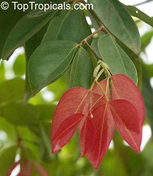 Cynometra cauliflora Tropical plant catalog TopTropicalscom