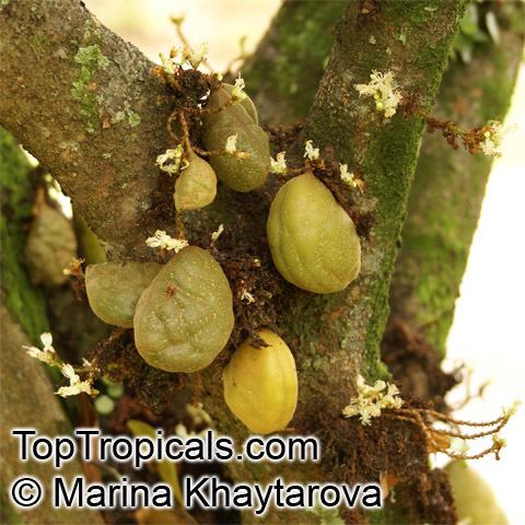 Cynometra cauliflora Cynometra cauliflora Nam Nam TopTropicalscom