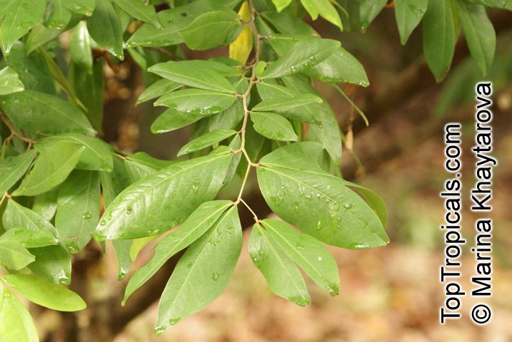 Cynometra cauliflora Cynometra cauliflora Nam Nam TopTropicalscom