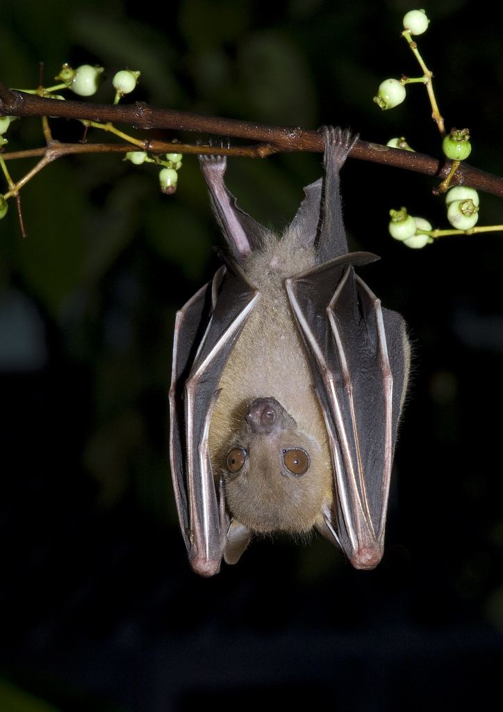 Cynopterus Shortnosed Fruit Bats Genus Cynopterus iNaturalistorg