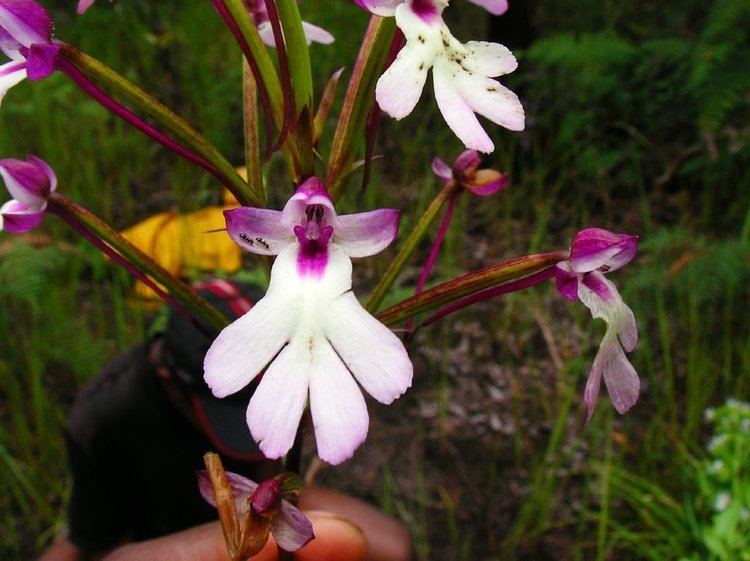 Cynorkis Cynorkis in A Catalogue of the Vascular Plants of Madagascar