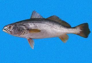 Cynoscion Cynoscion albus Whitefin Weakfish Discover Life